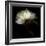 Peony 2-Magda Indigo-Framed Photographic Print