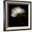 Peony 2-Magda Indigo-Framed Photographic Print