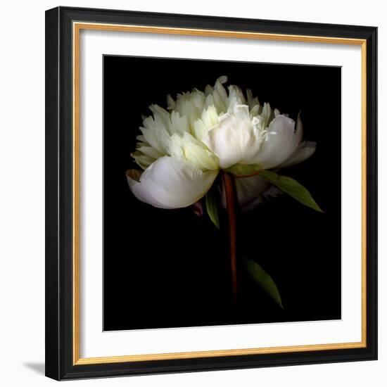 Peony 2-Magda Indigo-Framed Photographic Print