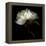 Peony 2-Magda Indigo-Framed Stretched Canvas