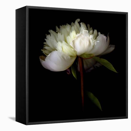 Peony 2-Magda Indigo-Framed Stretched Canvas