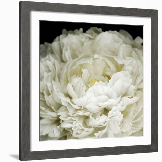 Peony 78-Doris Mitsch-Framed Photographic Print