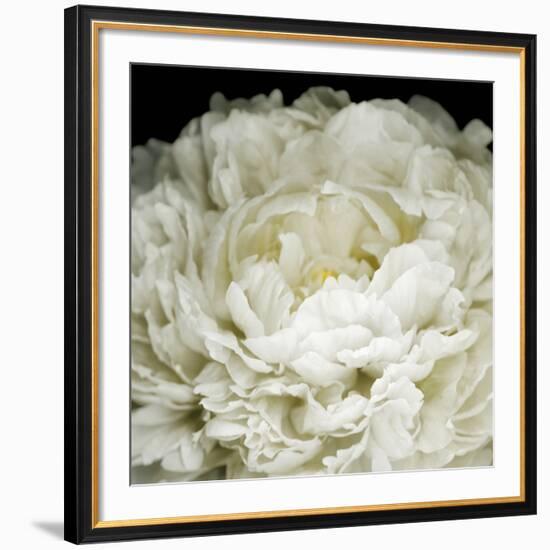 Peony 78-Doris Mitsch-Framed Photographic Print