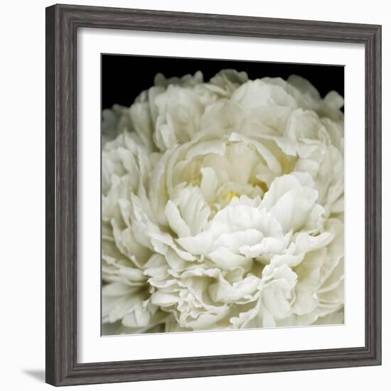 Peony 78-Doris Mitsch-Framed Photographic Print