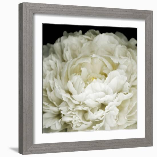 Peony 78-Doris Mitsch-Framed Photographic Print