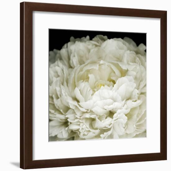 Peony 78-Doris Mitsch-Framed Photographic Print