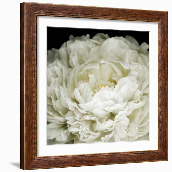 Peony 78-Doris Mitsch-Framed Photographic Print