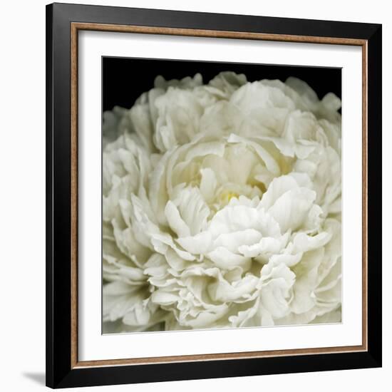 Peony 78-Doris Mitsch-Framed Photographic Print