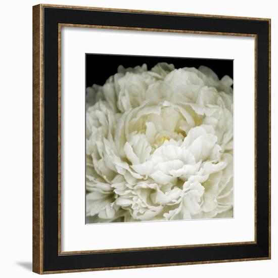 Peony 78-Doris Mitsch-Framed Photographic Print