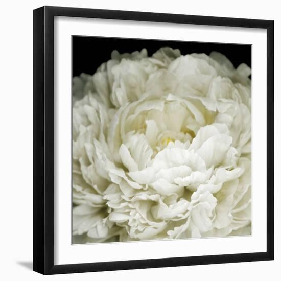 Peony 78-Doris Mitsch-Framed Photographic Print