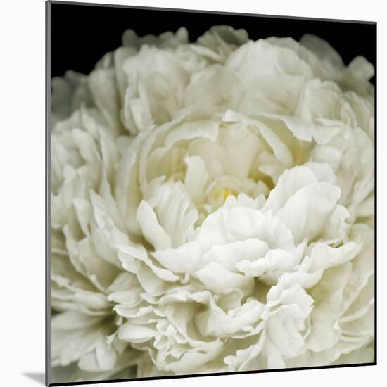 Peony 78-Doris Mitsch-Mounted Photographic Print