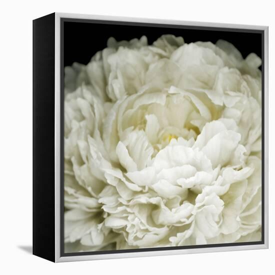 Peony 78-Doris Mitsch-Framed Premier Image Canvas