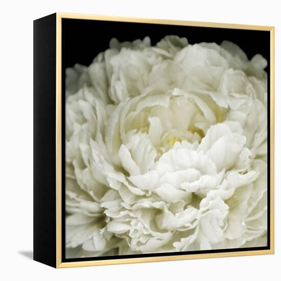 Peony 78-Doris Mitsch-Framed Premier Image Canvas