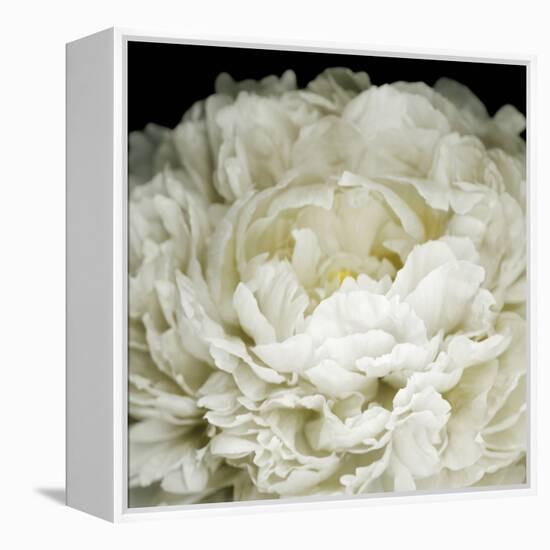 Peony 78-Doris Mitsch-Framed Premier Image Canvas