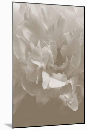 Peony_9-Pictufy Studio III-Mounted Giclee Print