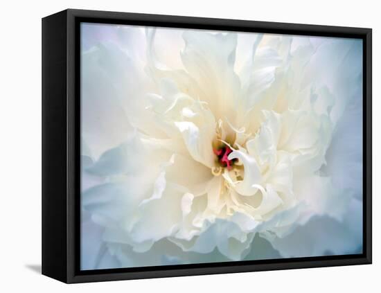 Peony Abstract-Anna Miller-Framed Premier Image Canvas