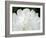 Peony Abstract-Anna Miller-Framed Photographic Print