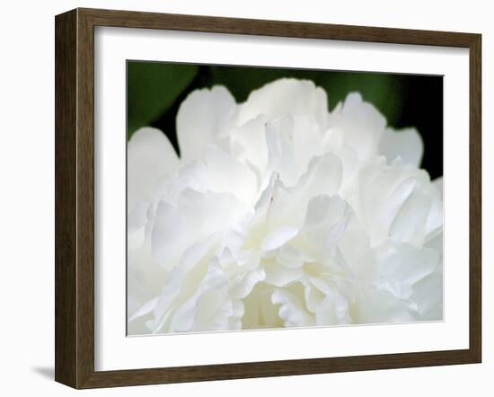 Peony Abstract-Anna Miller-Framed Photographic Print