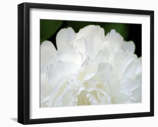 Peony Abstract-Anna Miller-Framed Photographic Print