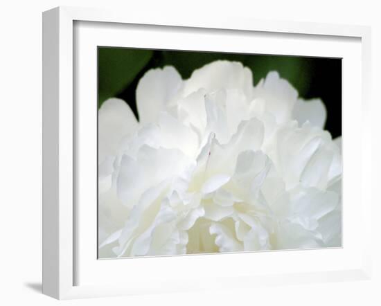 Peony Abstract-Anna Miller-Framed Photographic Print