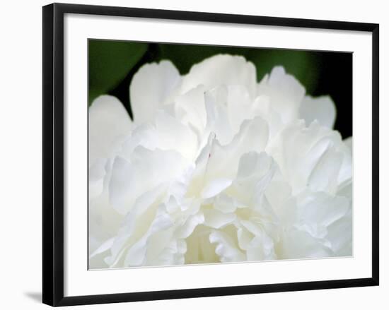 Peony Abstract-Anna Miller-Framed Photographic Print