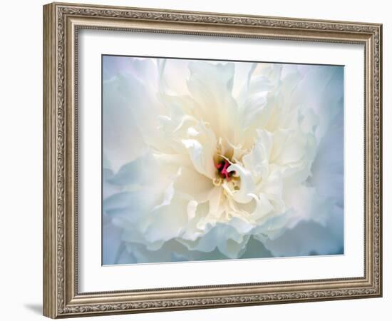 Peony Abstract-Anna Miller-Framed Photographic Print