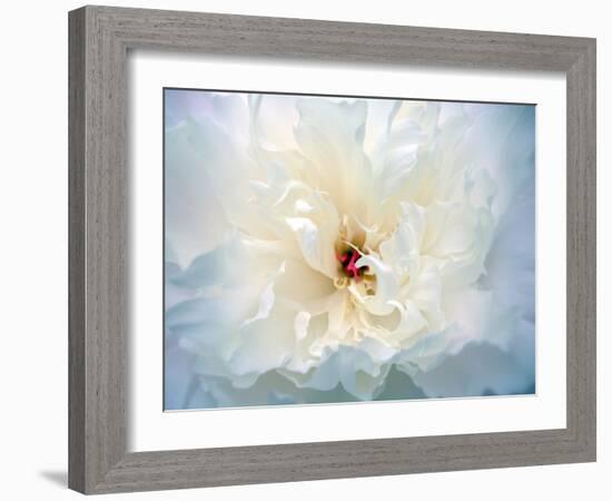 Peony Abstract-Anna Miller-Framed Photographic Print