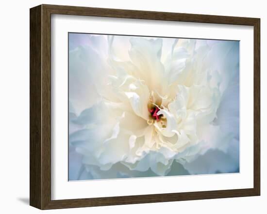 Peony Abstract-Anna Miller-Framed Photographic Print