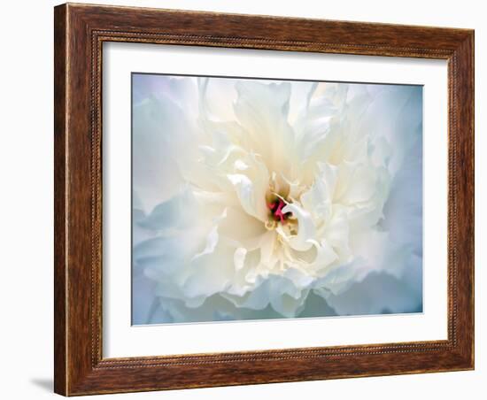 Peony Abstract-Anna Miller-Framed Photographic Print