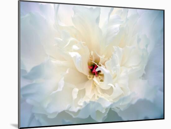 Peony Abstract-Anna Miller-Mounted Photographic Print