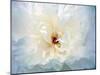 Peony Abstract-Anna Miller-Mounted Photographic Print