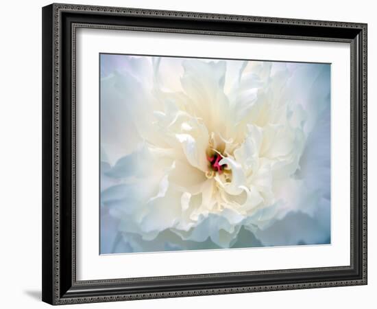 Peony Abstract-Anna Miller-Framed Photographic Print