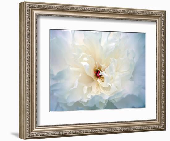 Peony Abstract-Anna Miller-Framed Photographic Print