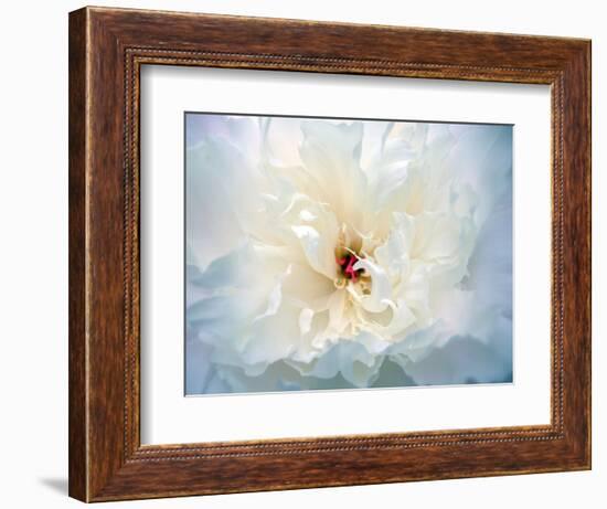 Peony Abstract-Anna Miller-Framed Photographic Print