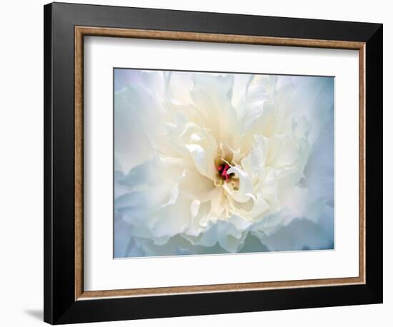 Peony Abstract-Anna Miller-Framed Photographic Print