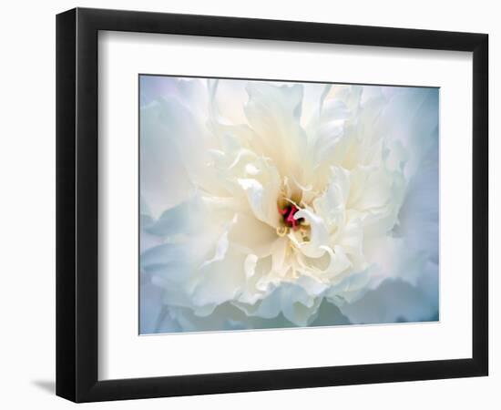 Peony Abstract-Anna Miller-Framed Photographic Print