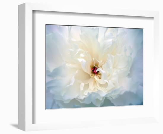 Peony Abstract-Anna Miller-Framed Photographic Print