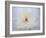 Peony Abstract-Anna Miller-Framed Photographic Print