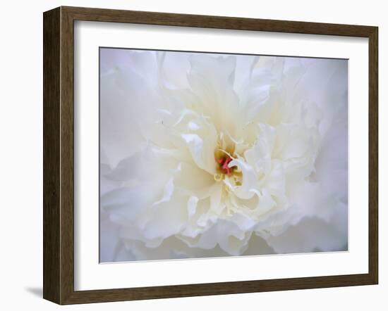 Peony Abstract-Anna Miller-Framed Photographic Print