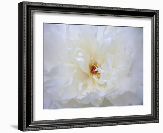 Peony Abstract-Anna Miller-Framed Photographic Print