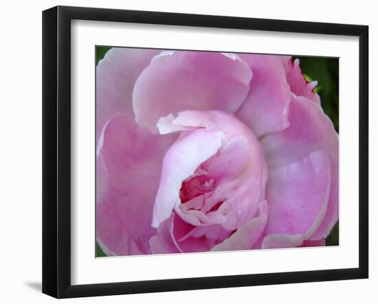 Peony Abstract-Anna Miller-Framed Photographic Print