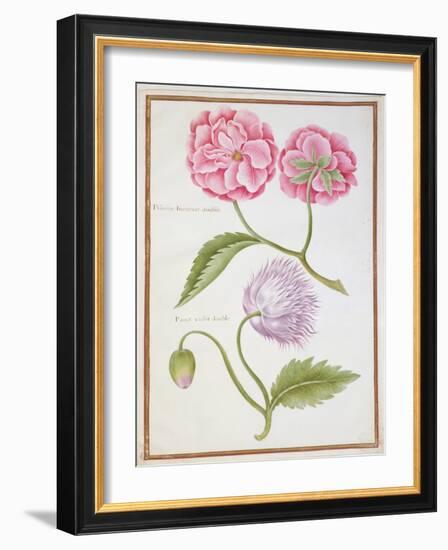 Peony and Double Poppy-Nicolas Robert-Framed Giclee Print