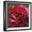 Peony Bloom-Pete Kelly-Framed Giclee Print