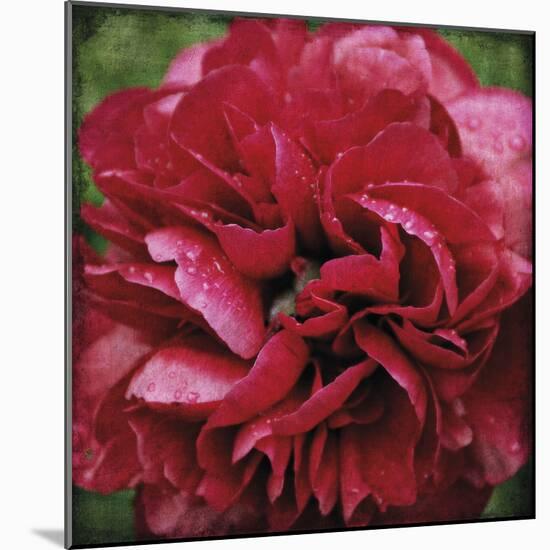 Peony Bloom-Pete Kelly-Mounted Giclee Print