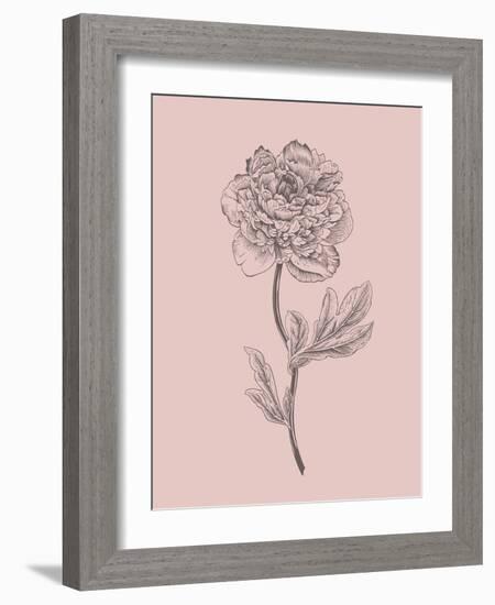 Peony Blush Pink Flower-Jasmine Woods-Framed Art Print