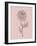 Peony Blush Pink Flower-Jasmine Woods-Framed Art Print
