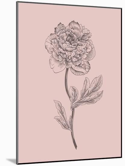 Peony Blush Pink Flower-Jasmine Woods-Mounted Art Print