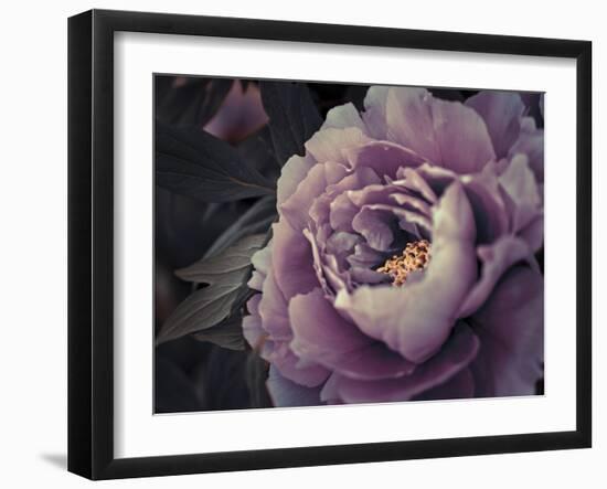 Peony Blush-Assaf Frank-Framed Giclee Print