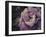 Peony Blush-Assaf Frank-Framed Giclee Print