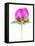 Peony Bud-Barbara Lutterbeck-Framed Premier Image Canvas